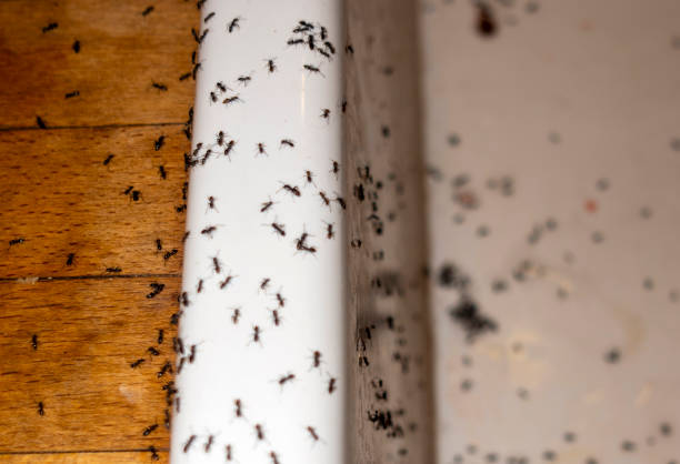 Best Best Pest Control Near Me  in Huguley, AL